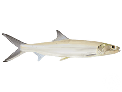 Ladyfish